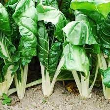 Fordhook Giant Vegetable Seeds for Planting - 100 pcs